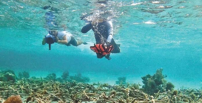 Podrían desaparecer los corales