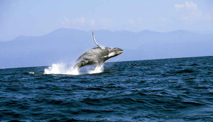 Avistamiento ballena jorobada