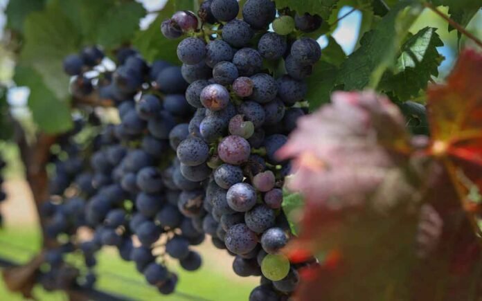 Pronto la vendimia en Querétaro