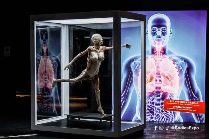 Bodies: cuerpos humanos reales