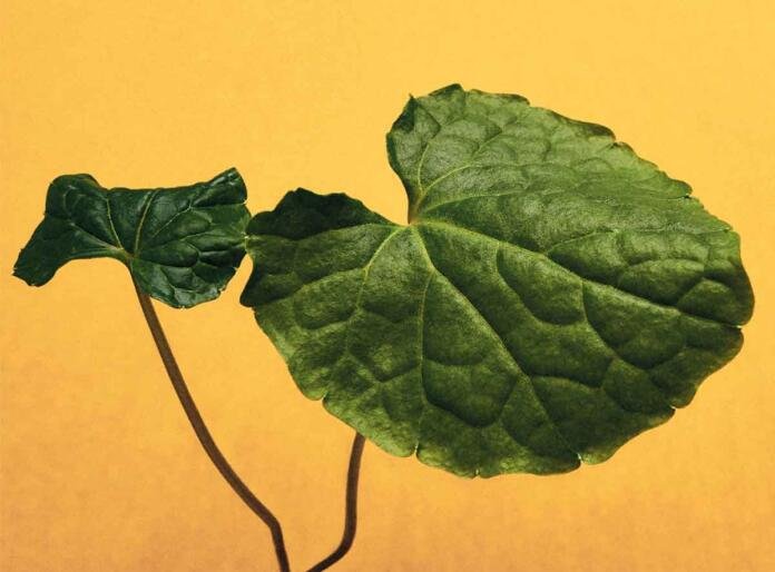 Wasabi fragancia inspirada en el condimento japonés