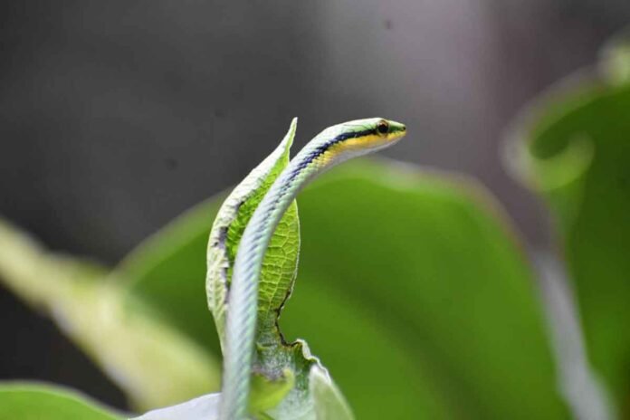 Culebra Perico mexicana.