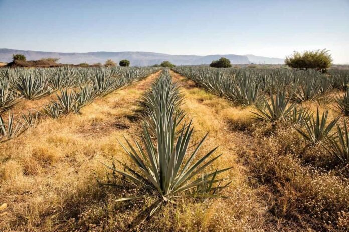 El tequila generó más de 4 mil millones de dólares en exportaciones en 2024