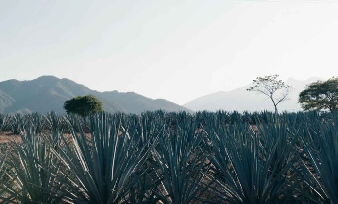 Paisaje agavero en Jalisco