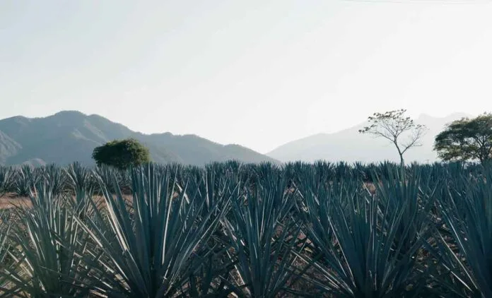 Paisaje agavero en Jalisco