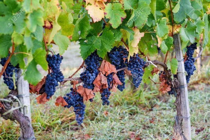 Nueva distinción para el mundo del vino