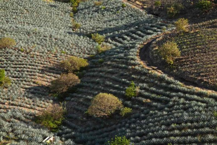 Campo de agave