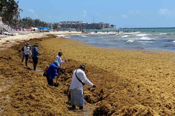 Hasta el día de hoy no hay poder humano que perturbe el avance de esa macroalga dañina