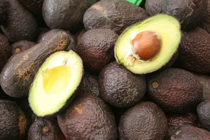 Podrían ser frenadas las exportaciones de aguacate mexicano