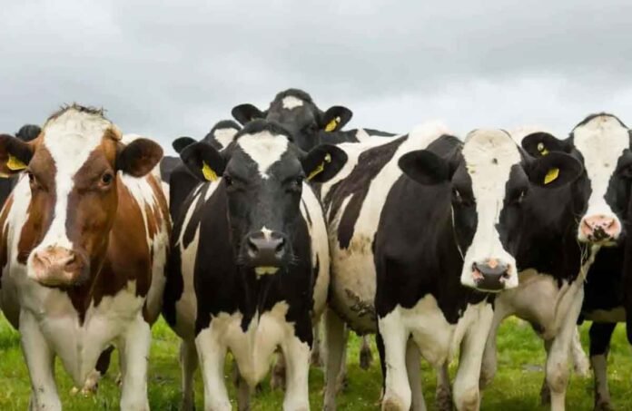 México logró la reanudación de las ventas de ganado bovino a Estados Unidos