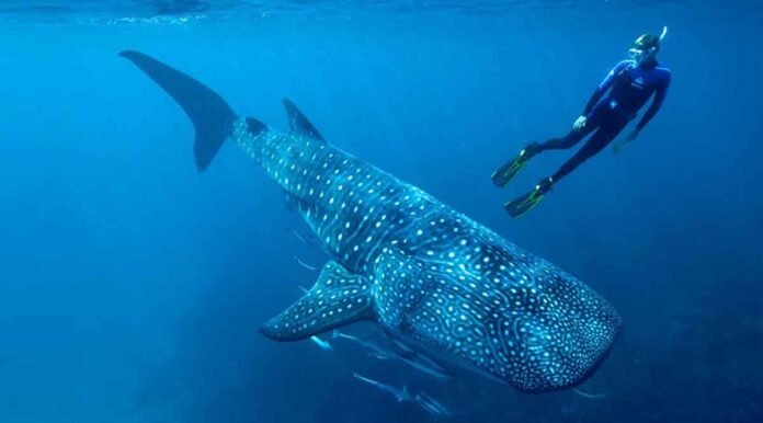 El tiburón ballena está catalogado como especie en riesgo conforme a la NOM-059-SEMARNAT-2010.