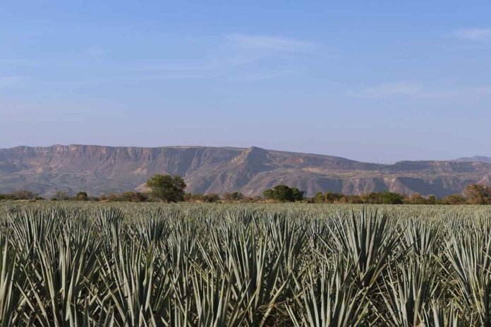 Agave Tequilana Weber variedad azul