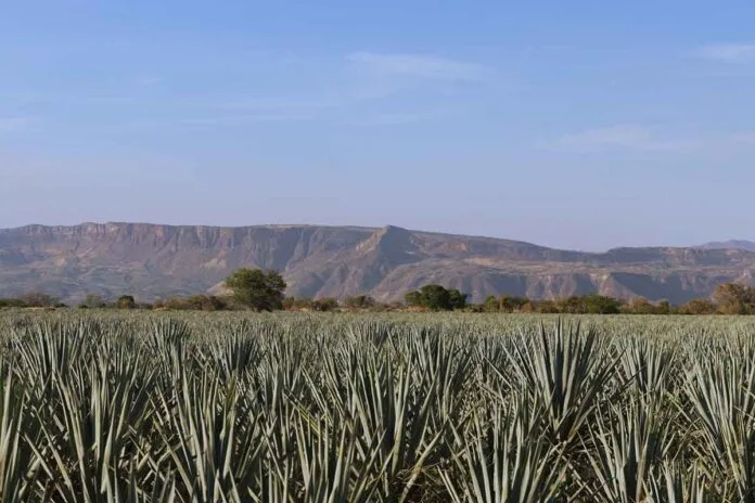 Agave Tequilana Weber variedad azul